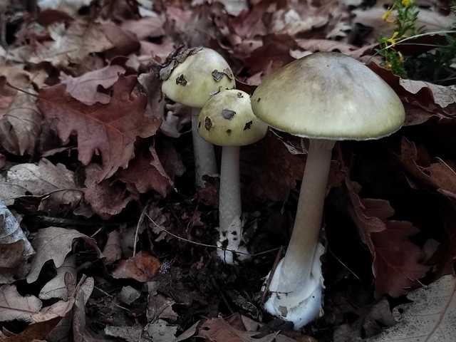 Laikusként ne fogyasszunk, és ne adjunk át ellenőrizetlen gombát – EgerHírek