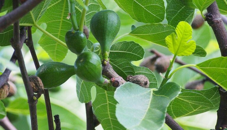 Fügefalevél-tea: finom és hasznos – miért érdemes inni? – EgerHírek