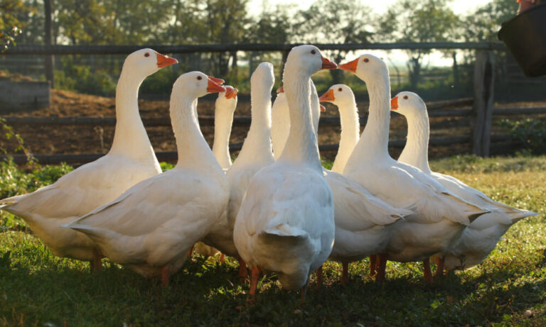 Szent Márton napja ma – EgerHírek