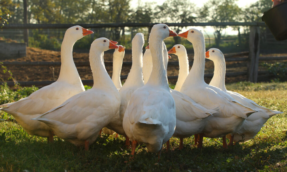 Szent Márton napja ma – EgerHírek